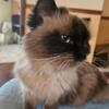 Edna in search of white ragdoll or persian stud
