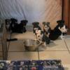 Bully pups for sale Tri Carriers