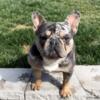French bulldogs carries  $4k-5k