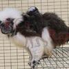 Baby Tamarin monkeys