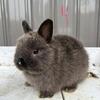 Pedigreed Netherland Dwarf Rabbits