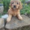 Cockapoo Puppies Available