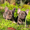 French bulldog puppies