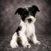 AKC MINIATURE SCHNAUZER PUPPIES - READY NOW