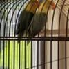 Par Blue Fischer lovebirds on SALE for SALE PRiCE