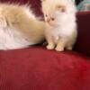 For sale beautiful Persians. Ready for homes 9/23. Litter trained vet checked