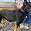 AKC Registered German Shepherd Puppies