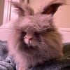 Pedigreed, English Angora, senior buck