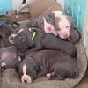 Pitbull Puppies
