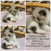 Quality ESH Blue eyes Seal point / white kittens in N H