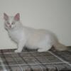 Gabriel - TICA Lilac Mink Bicolor Ragdoll Male Kitten, Carries Cinnamon