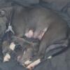 Blue Fawn & Blue Brindle pitbull puppies for sale