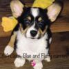 Corgi females 10 weeks old