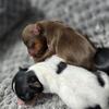 Tiny yorkie puppies