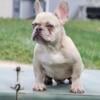 French Bulldog- Chocolate Fawn Merle