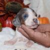 Ckc reg blue and cream piebald dachshund