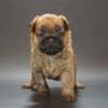 AKC Brussels Griffon - rough red girl