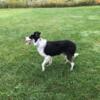 Awesome border collie male goose hazer