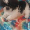 Shih tzu pups males and female