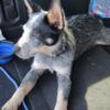 Full blooded male blue Heeler puppy