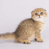 Lakers little leopard cheetah cub scottish fold golden spotted tabby baby girl