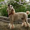 AKC Mini Poodle *Apricot (For Stud)