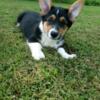 American Corgi puppies