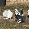 Pigeons for sale