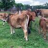 Miniature Jersey Heifer - Polled