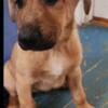 13 week old female German shepherd and Labrador retriever mix puppy for sale