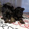 Akc shih tzu puppies standard and imperial