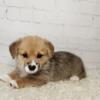 Pembroke welsh corgi puppy 