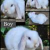 Pedigreed Holland Lop Baby Bunnies