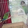 Breeding Pair of Green Cheek Conures