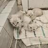 Lynx Point snow bob kittens for sale poly and non poly deep blue eyes