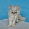 Persian Kittens Tampa