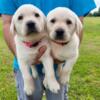 Labrador Retrievers  (lakeland Fl)