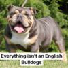 Bulldogs for sale