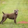 19 month old Cane Corso Female