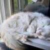 GORGEOUS CUDDLE BUGS Mainecoons gentle giants! Mainecoon the dogs in the cat world!