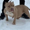 Pocket Bully Available for Free to Co own