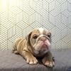 English Bulldog Puppies Ready for their new homes!