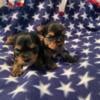 Yorkie traditional male puppies available (small)