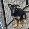 Snyders  german shepherd akc puppies for sale