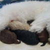 AKC Toy Poodles Puppies Looking for Homes