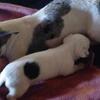 White with minimal black Chihuahua Female Puppy