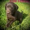 Full AKC Chocolate Labrador Retriever Puppies.