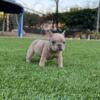 Sweet Blue Fawn Merle female Frenchie