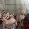 Sphynx kittens females