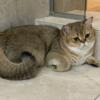 British Shorthair Cat available for Adoption